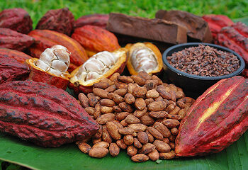 Tipos de cacao: Conociendo la riqueza aromatica de nuestra tierra